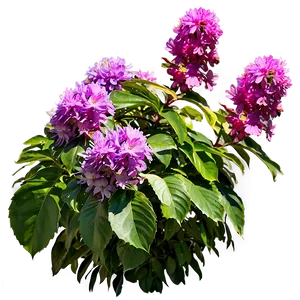 Flowering Shrubs PNG 57