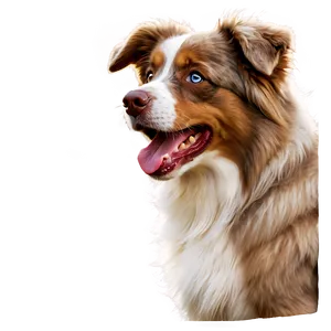 Fluffy Australian Shepherd PNG 06202024