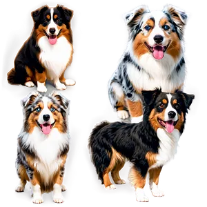 Fluffy Australian Shepherd PNG 55