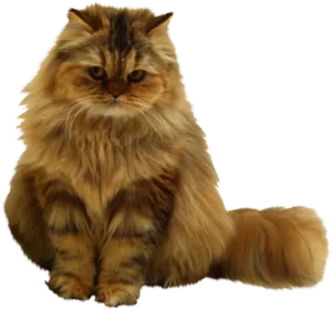 Fluffy Brown Cat Sitting