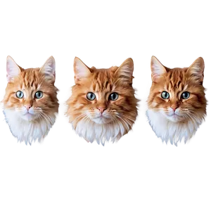 Fluffy Cat Head Picture Png 70 PNG image