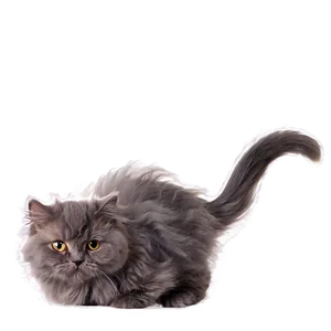 Fluffy Cat Png 05252024 PNG image