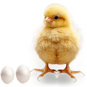 Fluffy Chick PNG 05242024