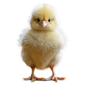 Fluffy Chick PNG Kme95 PNG
