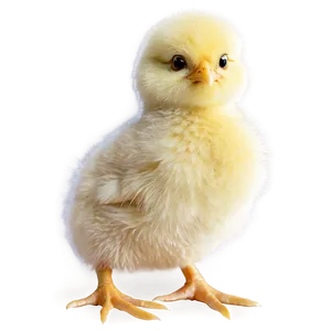 Fluffy Chick PNG Pfl
