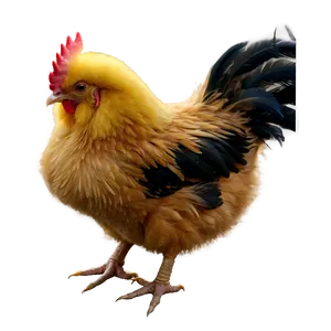 Fluffy Chicken Png 05042024 PNG image