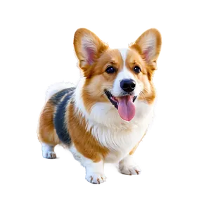 Fluffy Corgi PNG Sdk PNG