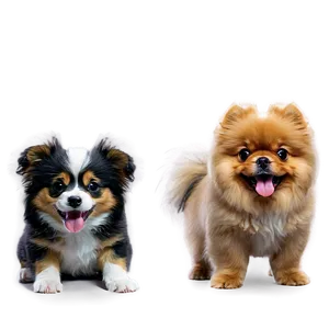 Fluffy Dogs PNG 67