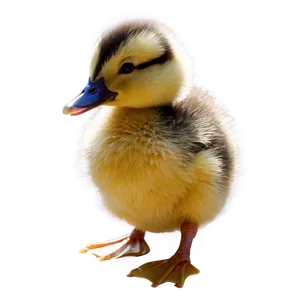 Fluffy Duck Chick PNG 05032024