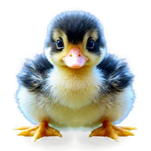 Fluffy Duck Chick PNG 05032024