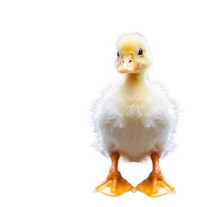 Fluffy Duck Chick PNG 45