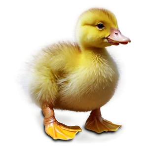 Fluffy Duckling PNG 06202024 PNG