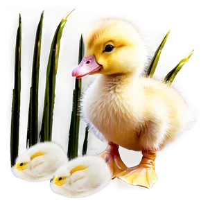 Fluffy Duckling PNG Ruv