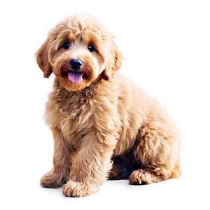 Fluffy Goldendoodle Png 06262024 PNG image