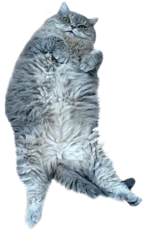 Fluffy Gray Cat Lying Back.png PNG image