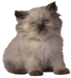 Fluffy Gray Kitten Illustration PNG image