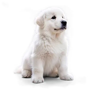 Fluffy Great Pyrenees Puppy PNG Xtq75 PNG