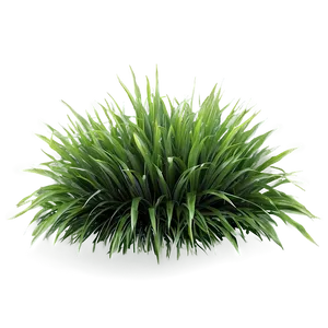 Fluffy Green Grass PNG Gml PNG
