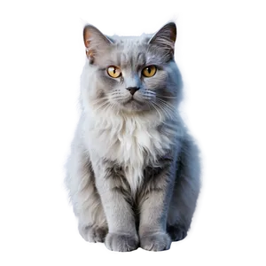 Fluffy Grey Cat PNG Fag PNG