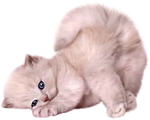 Fluffy Kitten Lying Down PNG image