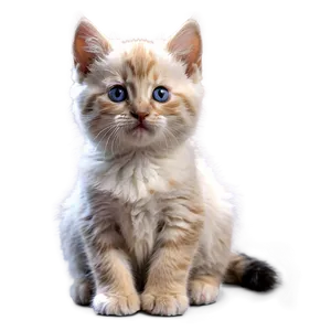 Fluffy Kitten PNG 23