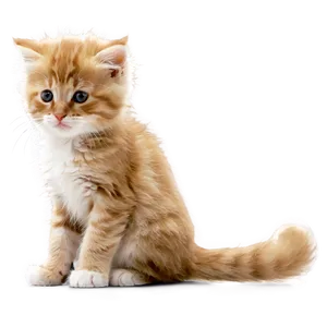 Fluffy Kitten PNG 37