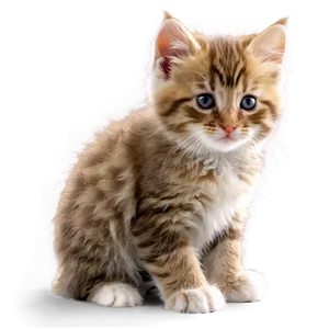 Fluffy Kitten PNG Fls