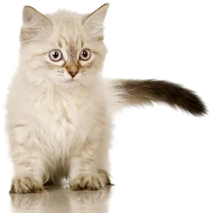 Fluffy Kitten Portrait PNG image