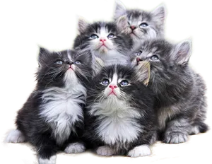 Fluffy Kittens Gazing Upward PNG image