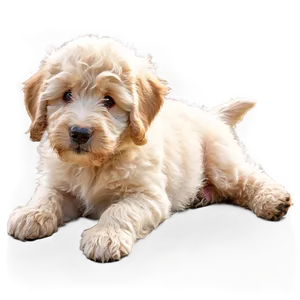 Fluffy Labradoodle Puppy PNG Fck