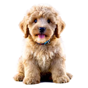 Fluffy Labradoodle Puppy Png Fuf22 PNG image