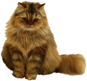 Fluffy Orange Cat Sitting PNG