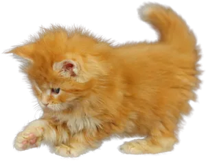 Fluffy Orange Kitten PNG image