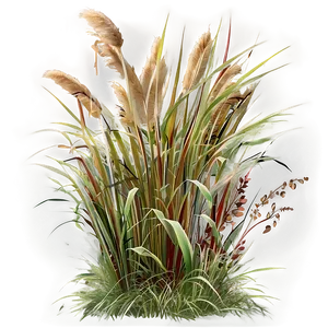 Fluffy Ornamental Grass PNG Axp14 PNG