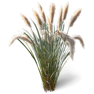 Fluffy Ornamental Grass PNG Eod PNG