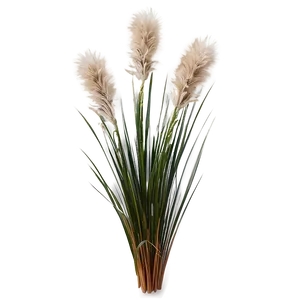 Fluffy Ornamental Grass PNG Kww48 PNG