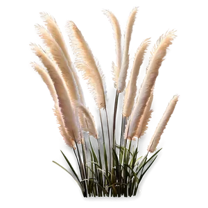 Fluffy Pampas Grass PNG 63