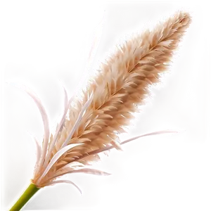 Fluffy Pampas Grass Png 72 PNG image