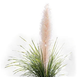Fluffy Pampas Grass PNG 99 PNG