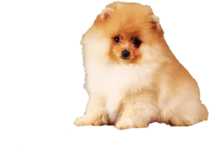 Fluffy Pomeranian Dog PNG image