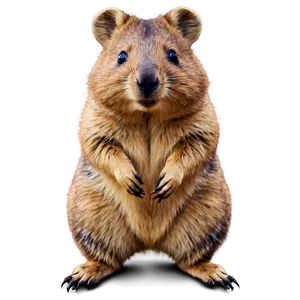 Fluffy Quokka Texture PNG 18 PNG