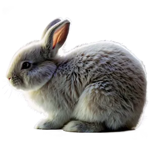 Fluffy Rabbit PNG 05062024