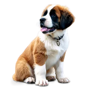 Fluffy Saint Bernard Coat PNG Any59 PNG