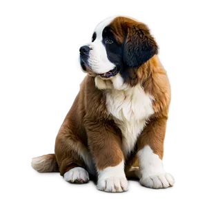 Fluffy Saint Bernard Coat Png Kqv PNG image