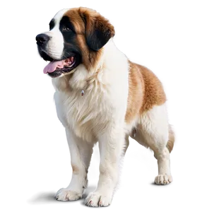 Fluffy Saint Bernard Coat PNG Sih PNG