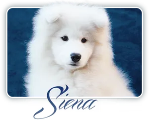 Fluffy_ Samoyed_ Puppy_ Siena PNG