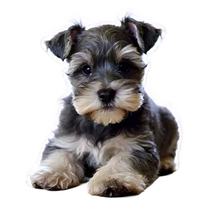 Fluffy Schnauzer Puppy PNG 06262024 PNG