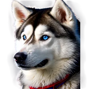 Fluffy Siberian Husky Png 17 PNG image