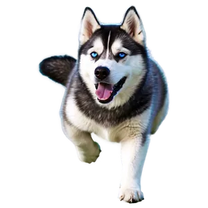 Fluffy Siberian Husky Png 87 PNG image