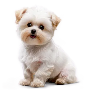 Fluffy Small Dog Breed Png Cne PNG image